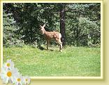 A fawn on the lawn at the Wilderness Gateway Bed and Breakfast