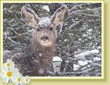 A baby deer during a winter snow storm of 2006